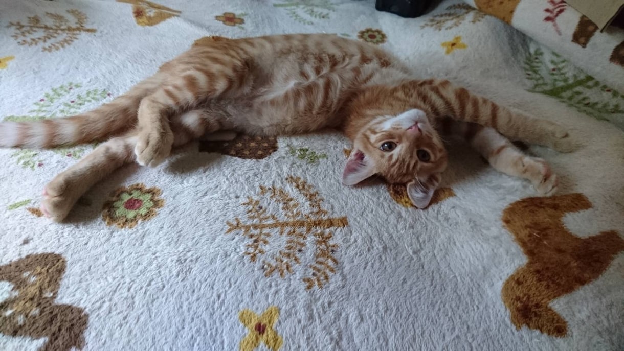 ほっとしませんか？日々の悩みをお聞きします 猫のお母さんききみみネコが日々の悩みを伺います イメージ3