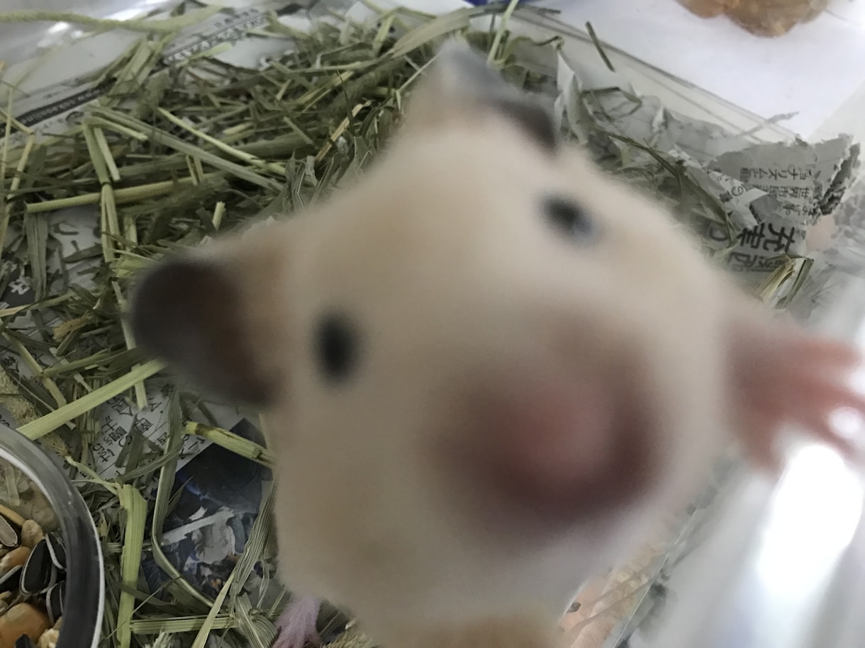 小動物爬虫類飼育の仕方おしえます ペットを飼おうか迷ってるそこのあなた！ イメージ1