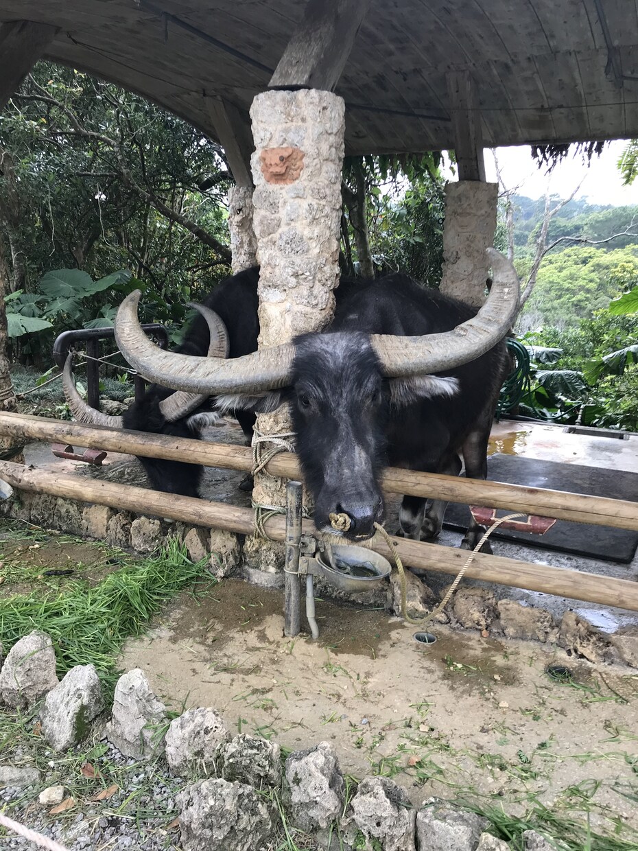 沖縄在住の僕がオススメ観光スポット色々教えます 旅行に来られる方や観光スポット穴場スポットにたどり着けない方 イメージ5