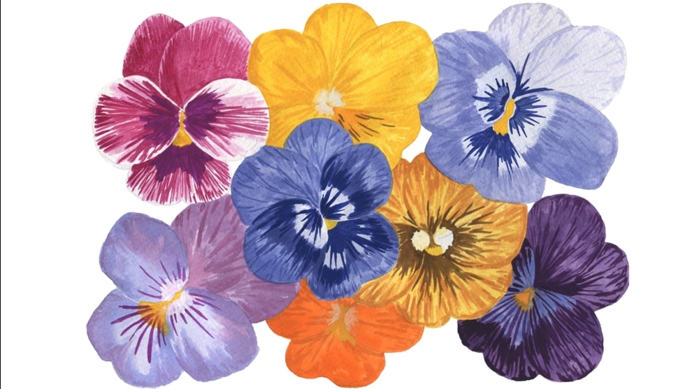 植物・花・ボタニカルのイラストを制作します パッケージや書籍に使える植物や花のイラストならお任せください イメージ2