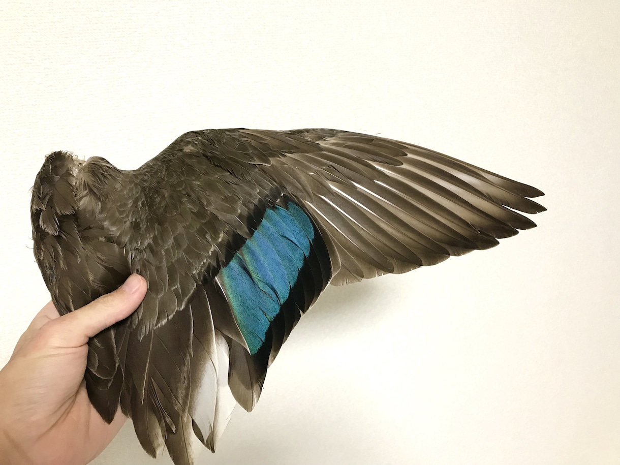 分からない野鳥教えます 〜初心者から最短で野鳥博士になりませんか？〜 イメージ8