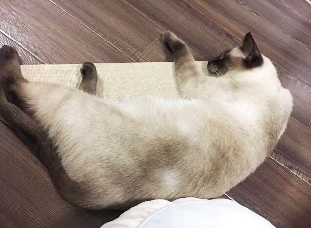 行方不明の猫 家出猫の探し方アドバイスします 愛猫探しを絶対諦めたくない方プロの捜索技伝授します イメージ3