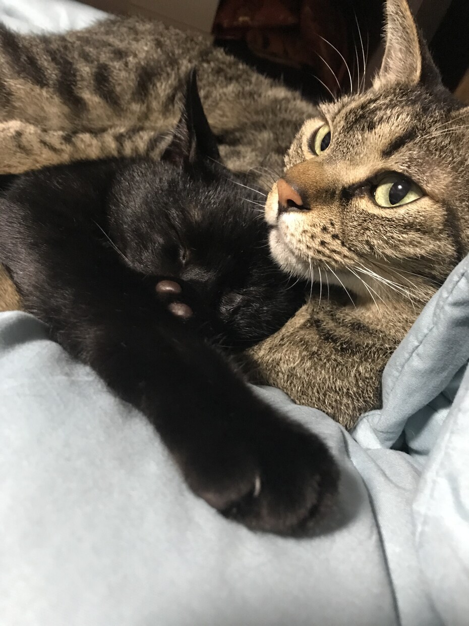 猫プロが撮った写真集あります 猫大好きな猫好き猫ままです！猫の写真提供 イメージ10