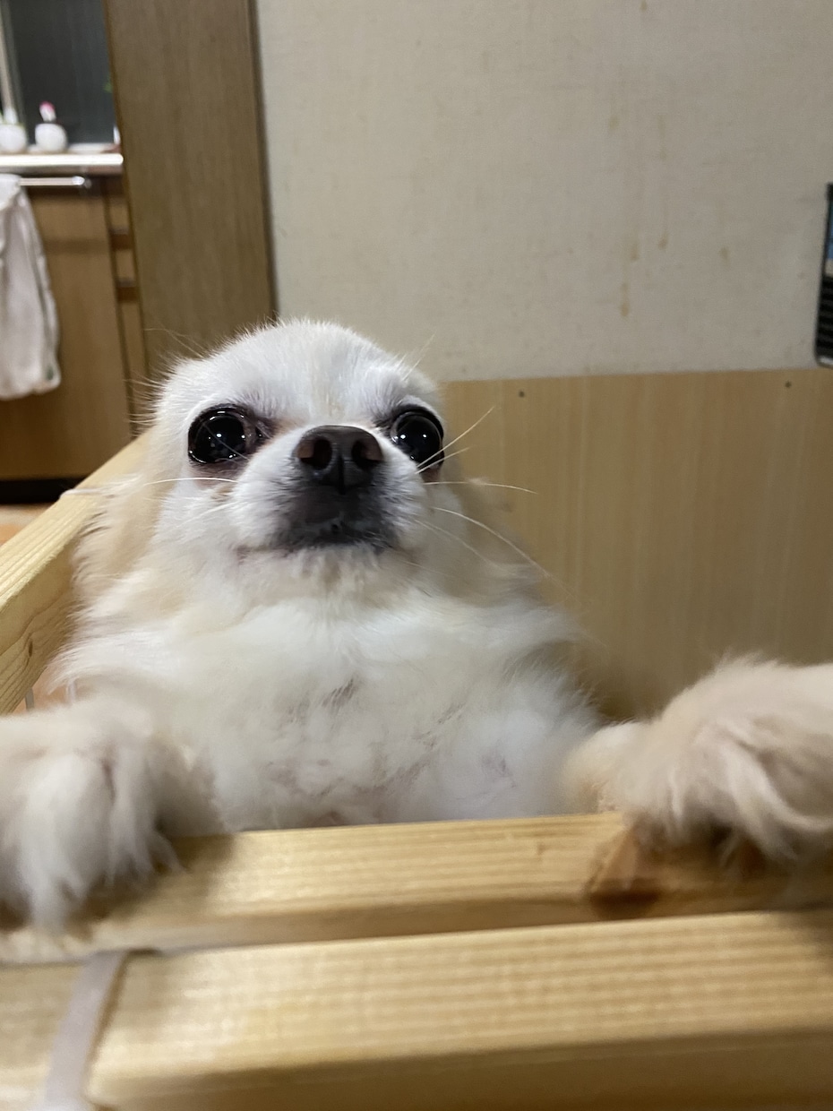 犬のしつけについて教えます しつけがうまくいかな人、これから飼うか迷っている人必見 イメージ2