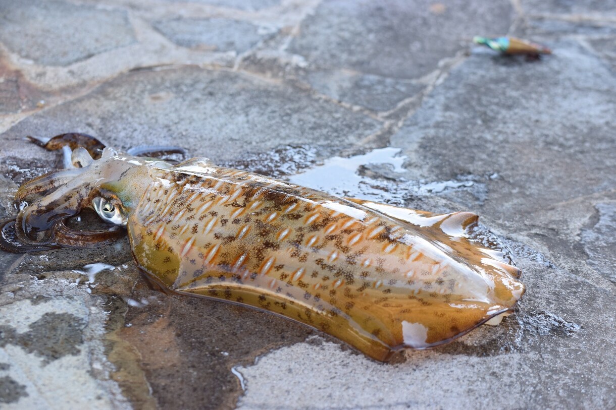 鹿児島県の釣り場を紹介(なんでも)します 釣り好きだけど何が釣れるか分からない！という方へ イメージ3