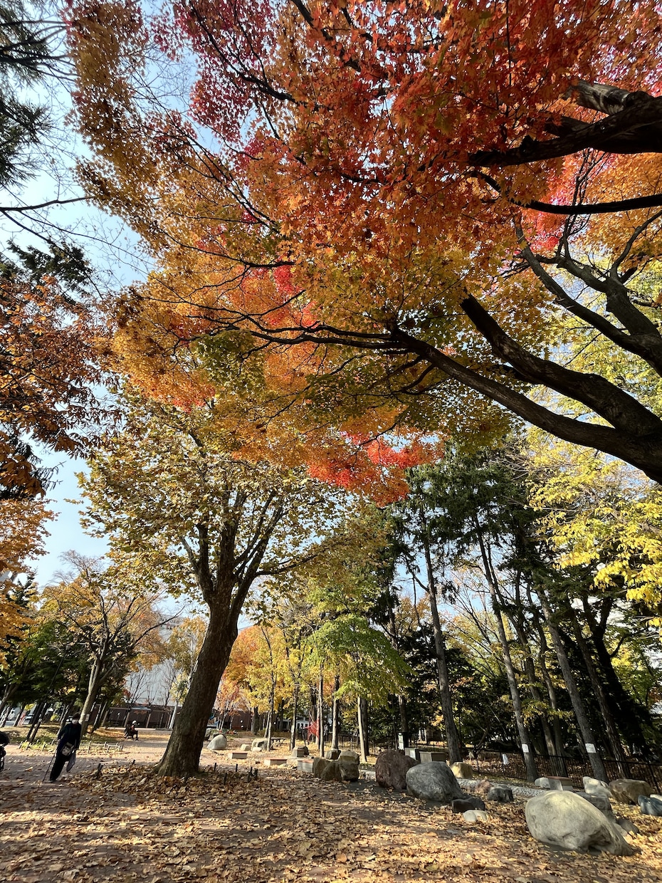 写真の素材提供します 5枚まとめて提供します！北海道の風景写真【秋編】 イメージ1