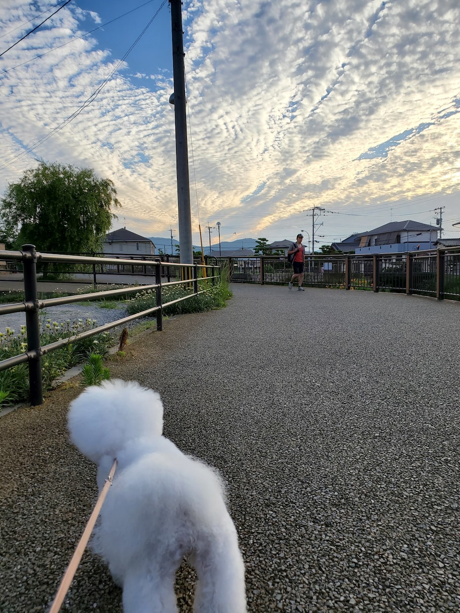 一緒に暮らす動物さんたちの声をお届けします 心の声を聞くと、我が子が更に愛しくなります イメージ3