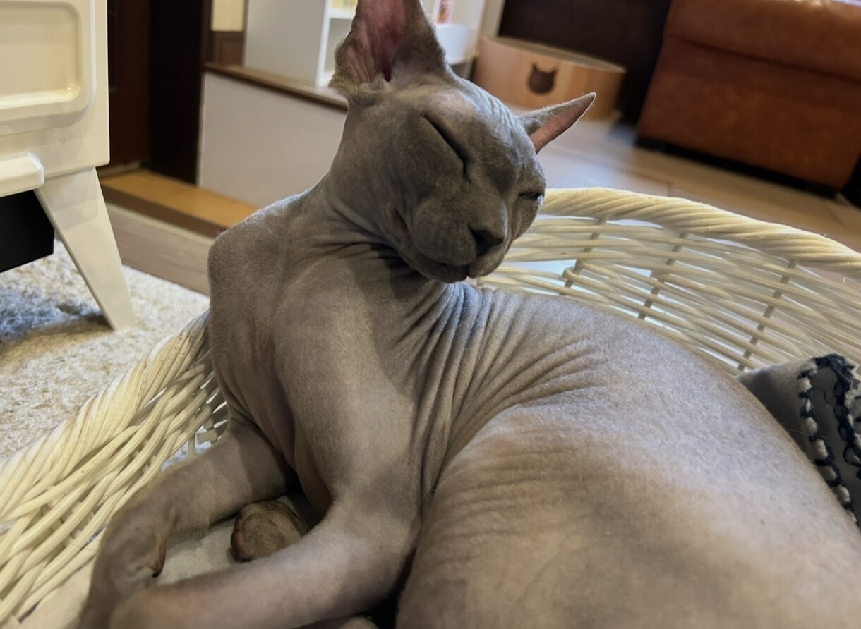今すぐ聞いてほしい、話していいのかな？を歓迎します 否定せず、急がせず、最後まで。あなたが主役の電話相談です。 イメージ4