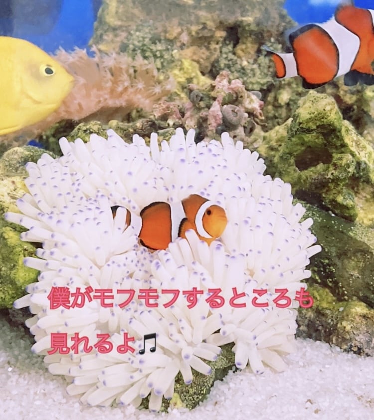 アクアリウムの始め方、1から楽しくお伝えします アクアリウム？お魚？水草？やってみたいけど、困ってる方へ♪ イメージ6