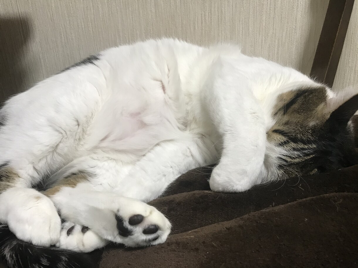 ほっこりTimeを♡疲れたあなたを癒します 管理栄養士の資格あり(♡ˊ艸ˋ)♬*専門的なアドバイスも可能 イメージ1