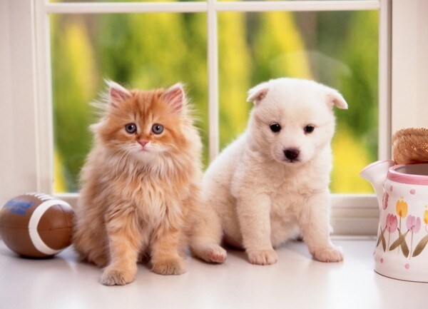 一人暮らしで飼えるペットを教えます 日々の生活を豊かで快適なものにする為に イメージ1
