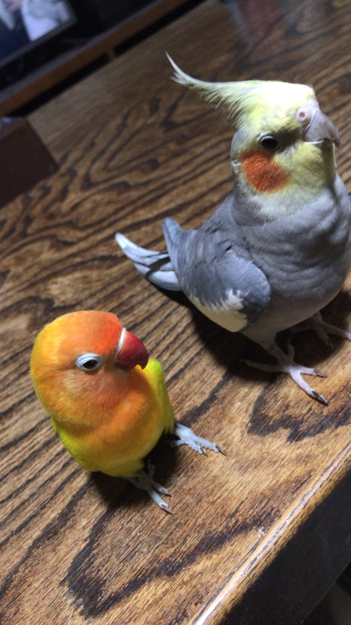 インコ飼育の相談にのります 様々なインコ飼育の経験を基に良い情報を提供させて頂きます。 イメージ1