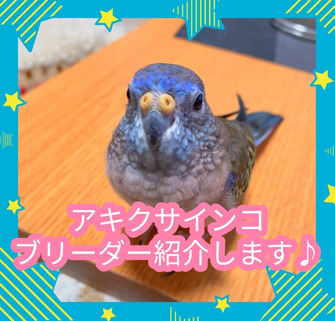 アキクサインコのブリーダーを紹介します インコ飼育経験がある方推奨!! イメージ1