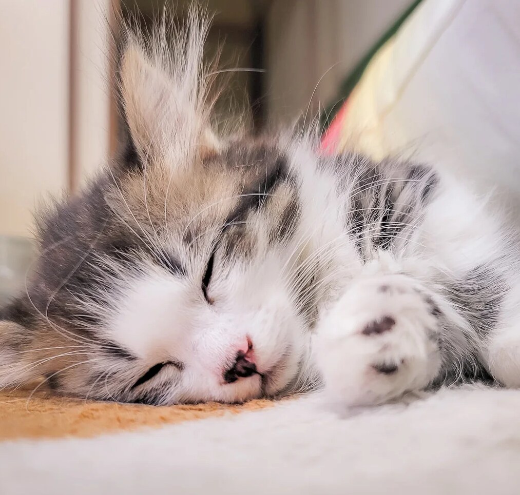 不眠症★不安・緊張などで眠れない夜はお話します 雑談★話し相手★癒し★安眠★眠れるまでお話しいたします⭐️ イメージ4