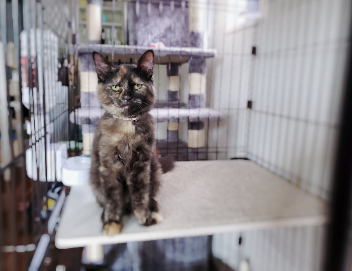 ねこがあなたの悩みを聞きます 猫生が波乱万丈な元野良猫の月見さんがお話聞きます イメージ8