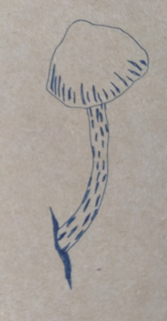 ボールペンで植物、海の生き物のイラスト描きます ワンポイントのイラスト描きます イメージ1