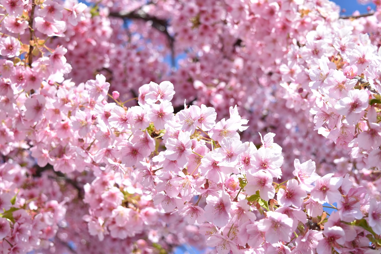 京都の桜観光！を教えます 桜名所が多数の京都、地元民ならではの選りすぐりの名所紹介！ イメージ2