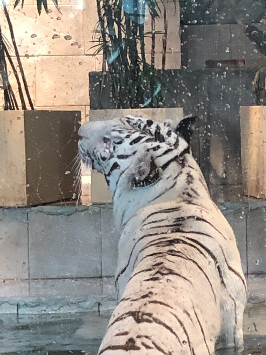 動物園の写真　【先着5名】　5→10枚提供します 商用利用OK！掲載写真全て、各種画像・動画に使えます！ イメージ3