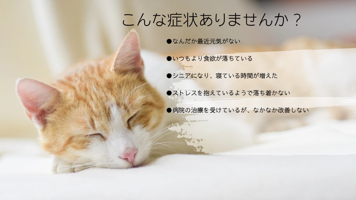 シニア犬、猫の不調ケアやさしい遠隔ヒーリングします 元氣がないペットに"氣"のサポート「エネルギーヒーリング」 イメージ3