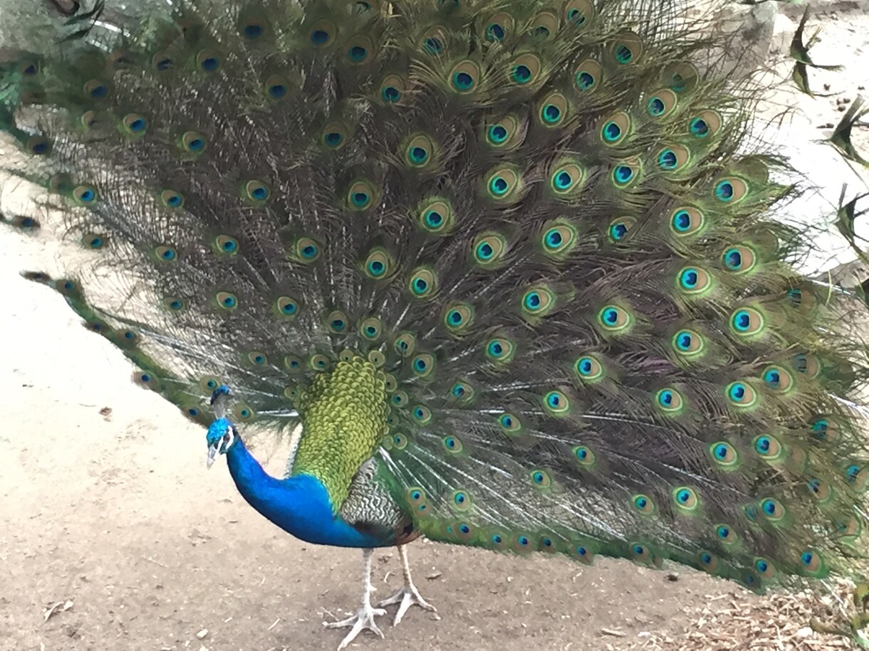 シドニーでの生活アドバイスします シドニーへの留学やワーキングホリデー、旅行を考えている方 イメージ3