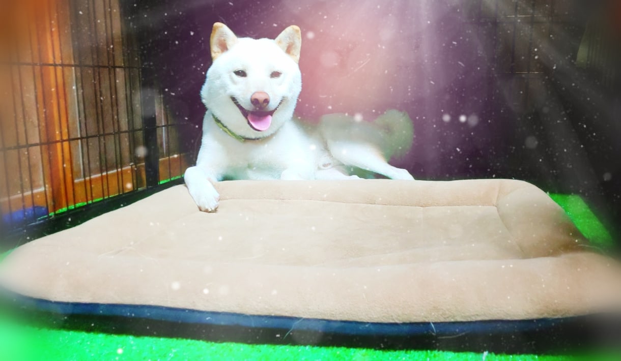 いろいろないい写真や犬の画像素材を提供します 美しく輝く納得してもらえる写真 イメージ9