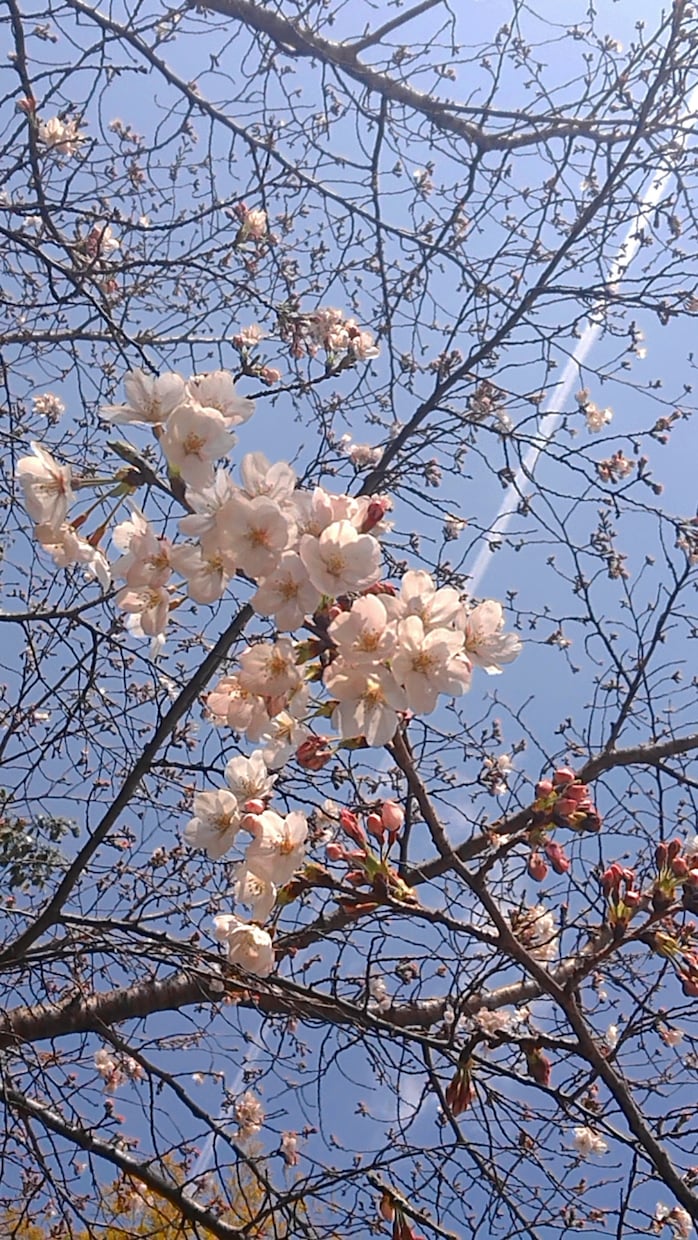 風景の写真を撮ります 最高の写真作品になるようにひとつひとつ心を込めて。 イメージ2