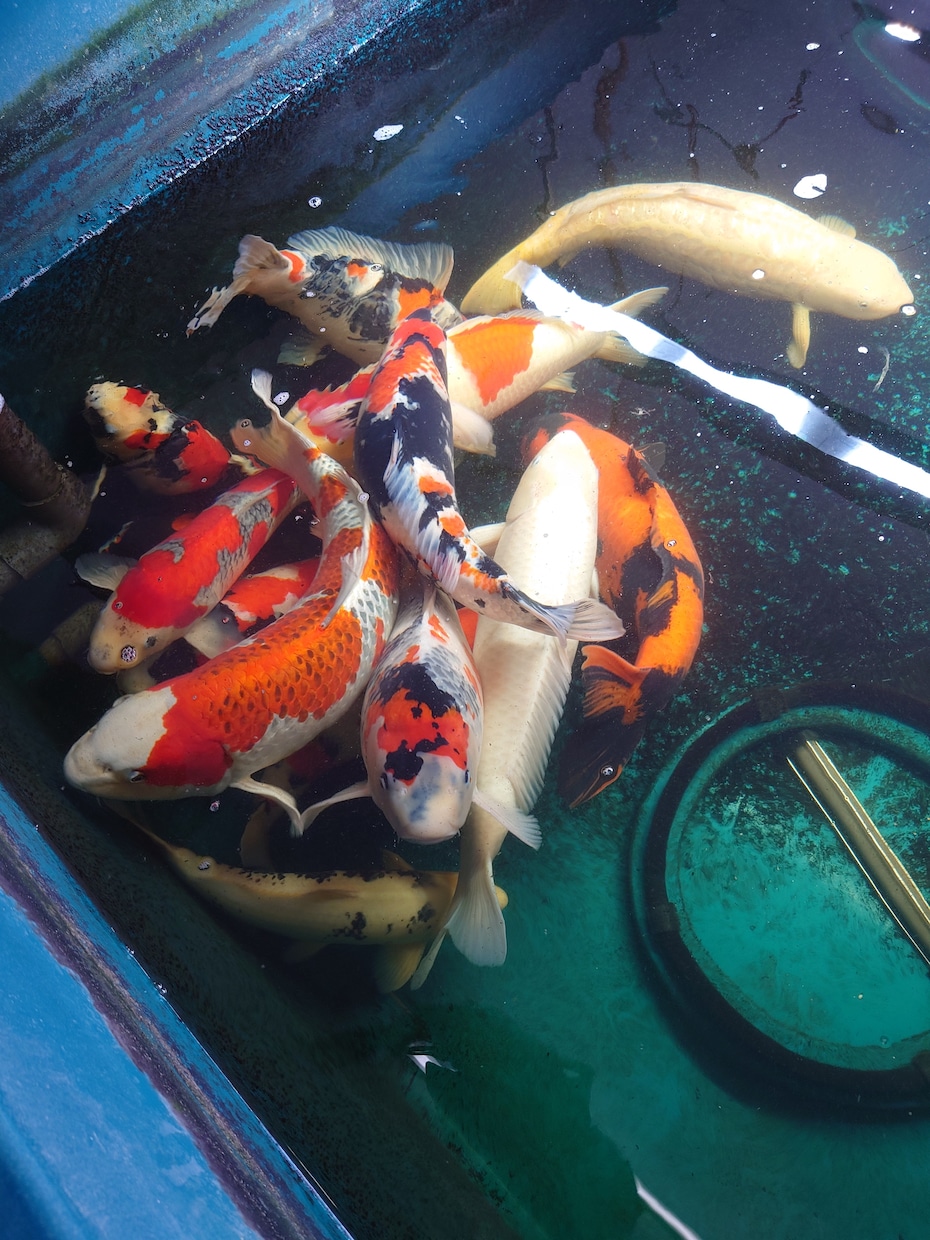 生き物に関する悩み疑問聞きます 大の生物好きが生き物に関するあらゆる相談、疑問聞きます。 イメージ1
