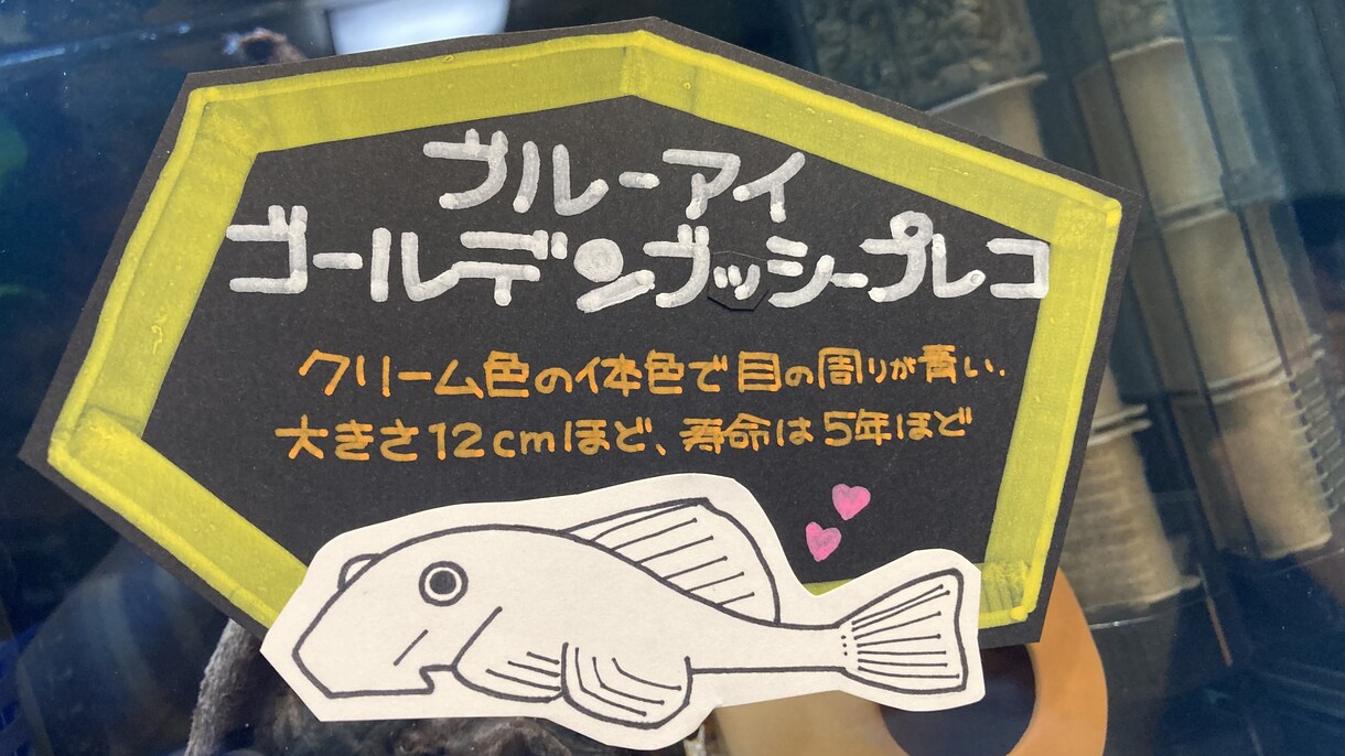 うちの子（水槽系）のネームプレート作ります うちの子の魚種と名前をタンク周りに貼りたい…そんなあなたへ イメージ9