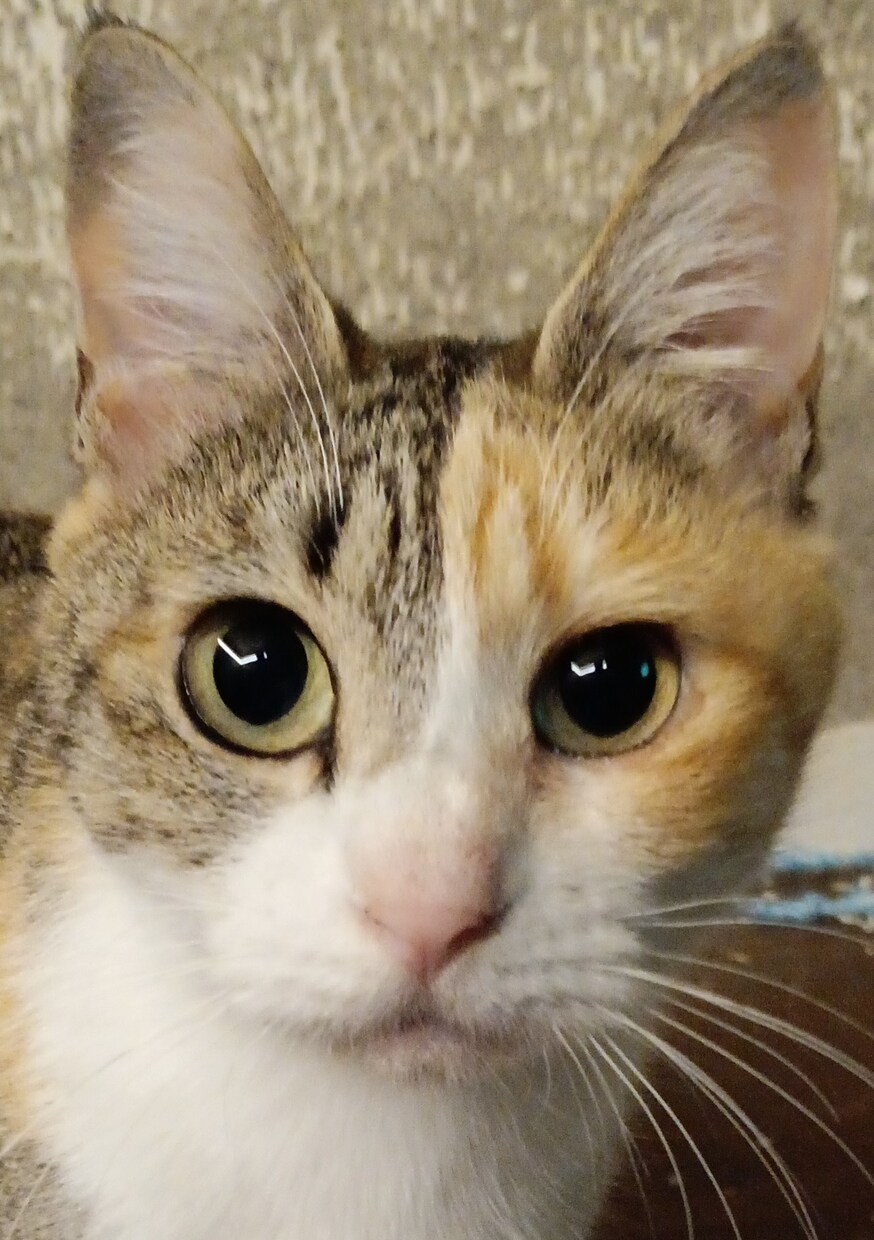 可愛い猫の写真よろしくおねがいします 可愛い猫の写真ですよろしくお願い致します イメージ5