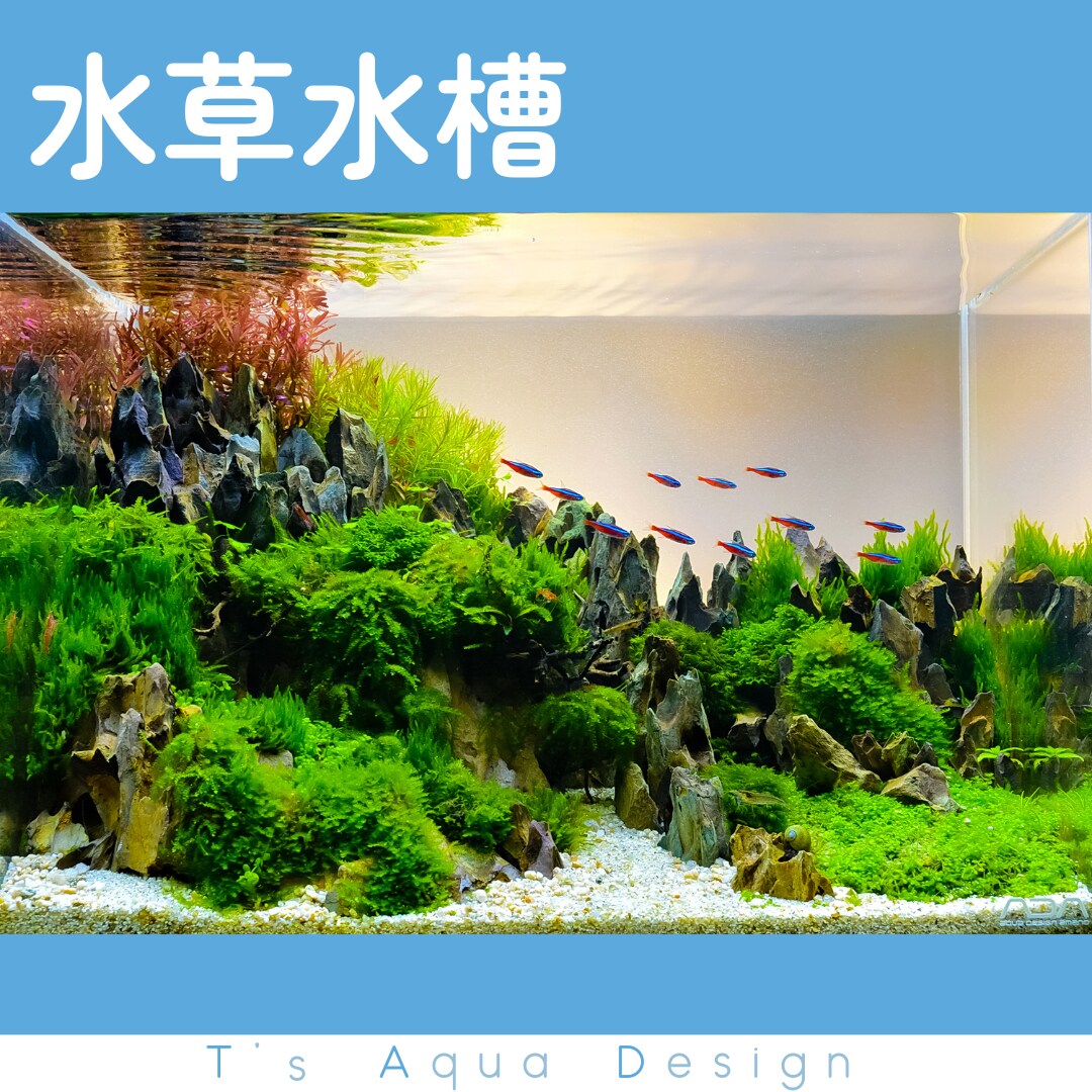 事業所へのアクアリウム導入･管理をサポートします 水中環境の安定まで3ヶ月伴走＆追加料金無しで安心です！ イメージ3
