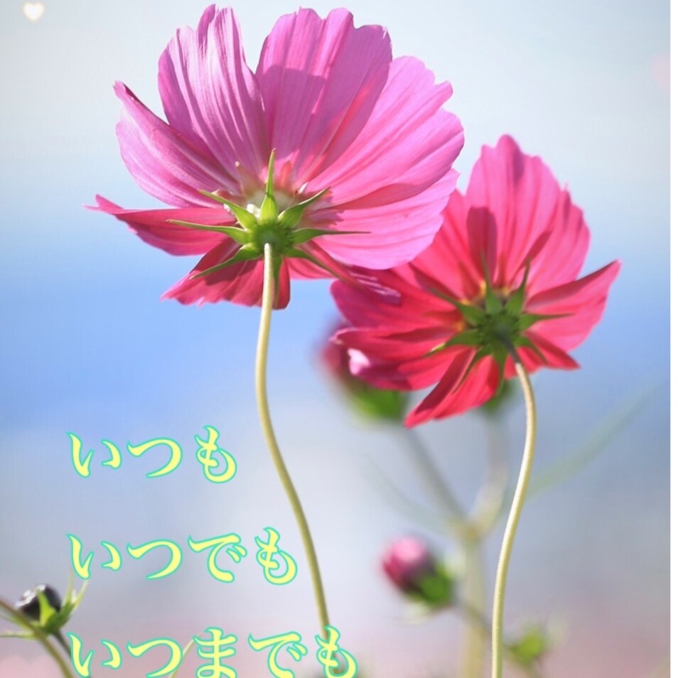 タロット鑑定♡悩み多きあなたの応援団になります 愛と自信に満ち溢れたあなたになるための導きをします イメージ9