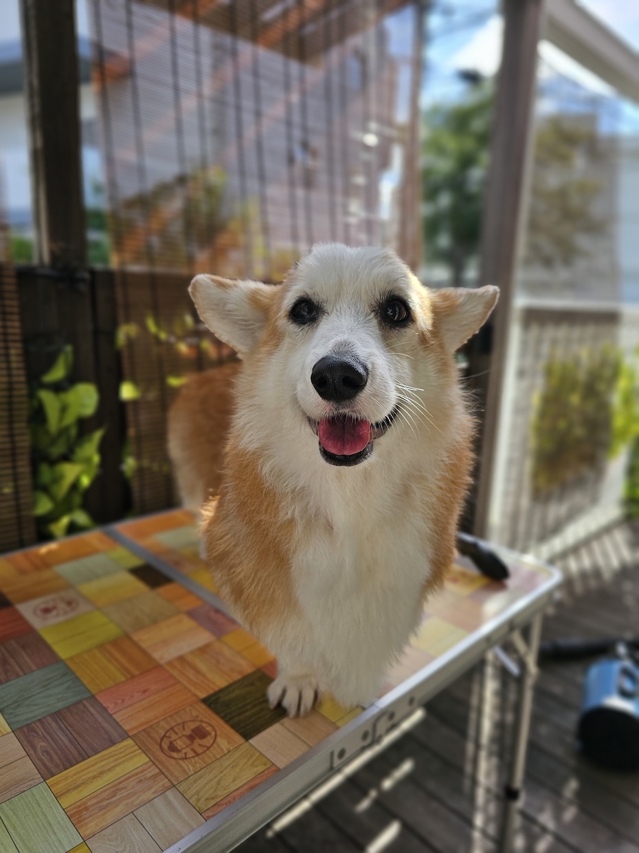 愛犬の写真をリアルなフィギア画像に変換します SNS映え抜群！うちの子だけの超リアル3Dアート イメージ8