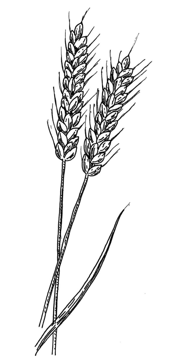 パンを中心にフード全般、線描きイラスト描きます 食材や調理器具等も臨機応変に対応いたします！ イメージ7