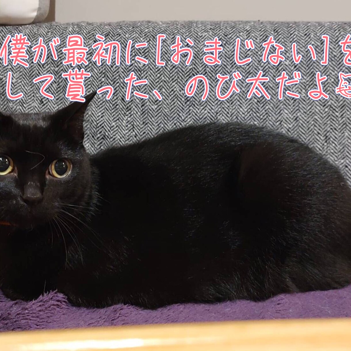 ペットちゃんへのヒーリングを行います ペットちゃんが毎日元気に過ごせるお手伝いを目指しています。 イメージ2