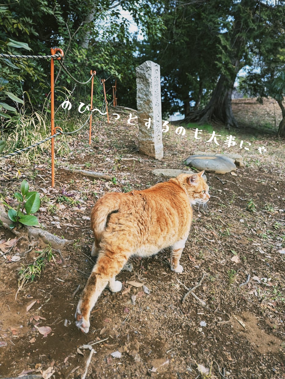 にゃんこから癒しのタロットメッセージをお送りします つらい時、そっと背中を押してくれる“にゃんこからの贈り物” イメージ3