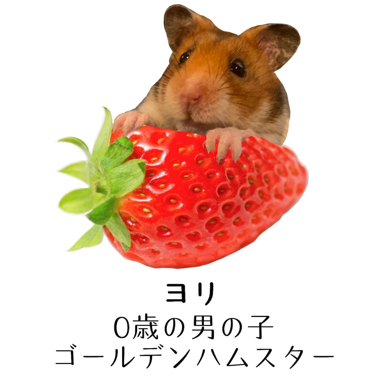 ブログのヘッダーやバナー作ります ブログのバナーやヘッダーを作ります！ イメージ4
