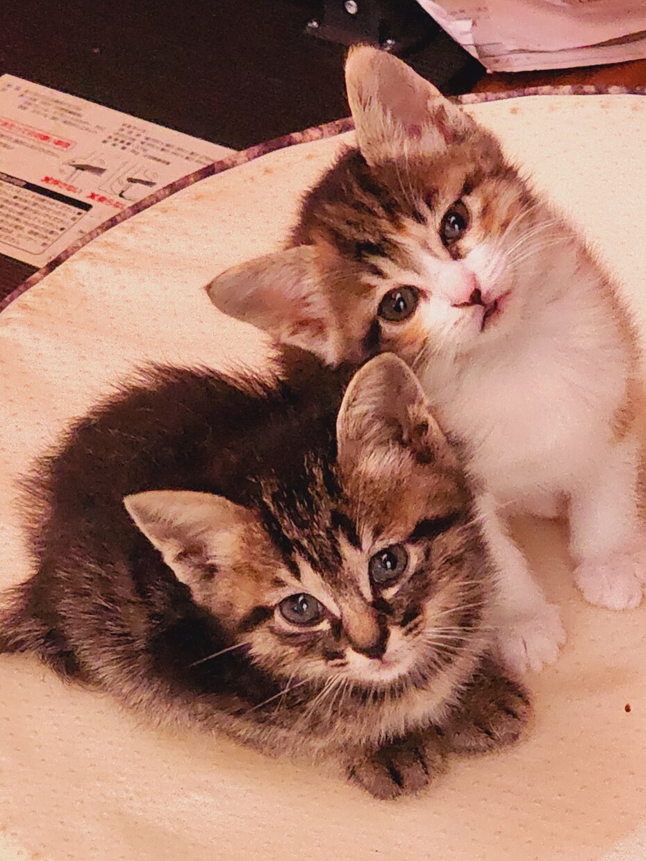 どんなお話でも聞きます 言葉に出してみたら意外とすっきりするかも… イメージ1