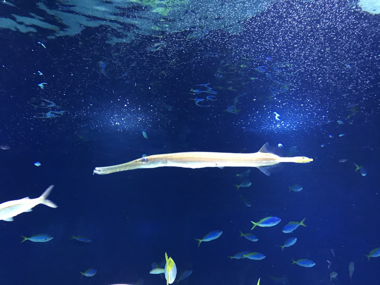 魚についての記事を詳しく書きます 現水族館飼育員が魚の魅力をお伝えします。 イメージ3