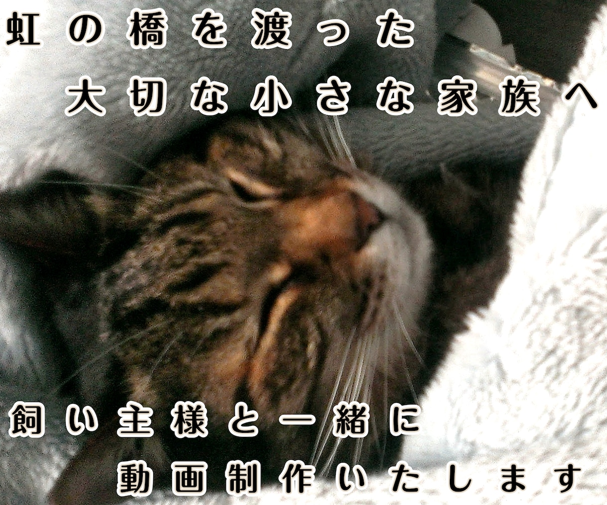 虹の橋を渡ったペット "想い出動画" つくります 「ありがとう。」　心に寄り添うナレーション。 イメージ2