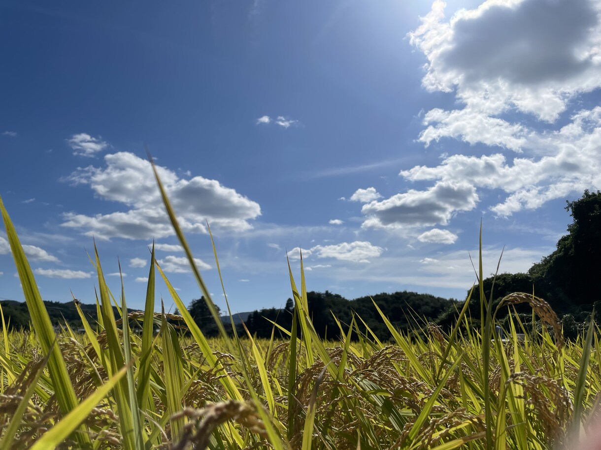 南東北の写真撮影をYOUに変わって代行します 女性目線での気配りでご希望の写真を撮影します⭐︎ イメージ3