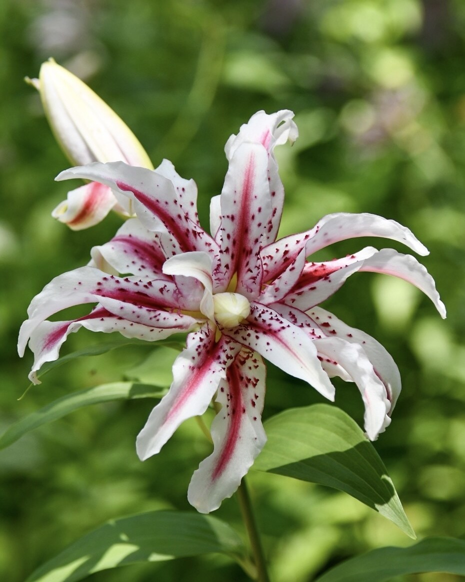 四季折々の写真を提供します 季節を感じられる花々はお好きでしょうか？ イメージ4