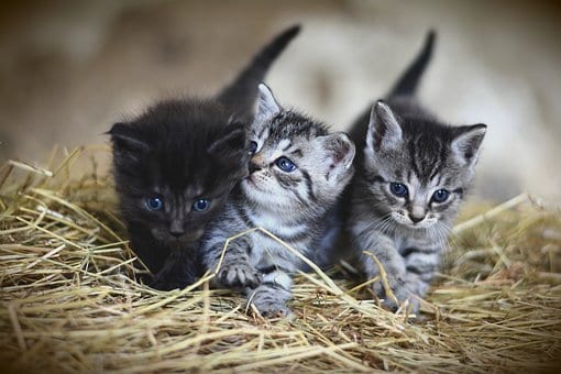 ペット専用〜この時期だからこそレイキで癒やします 飼い主さんにストレスがあると家族にもストレスがかかりますよ イメージ4