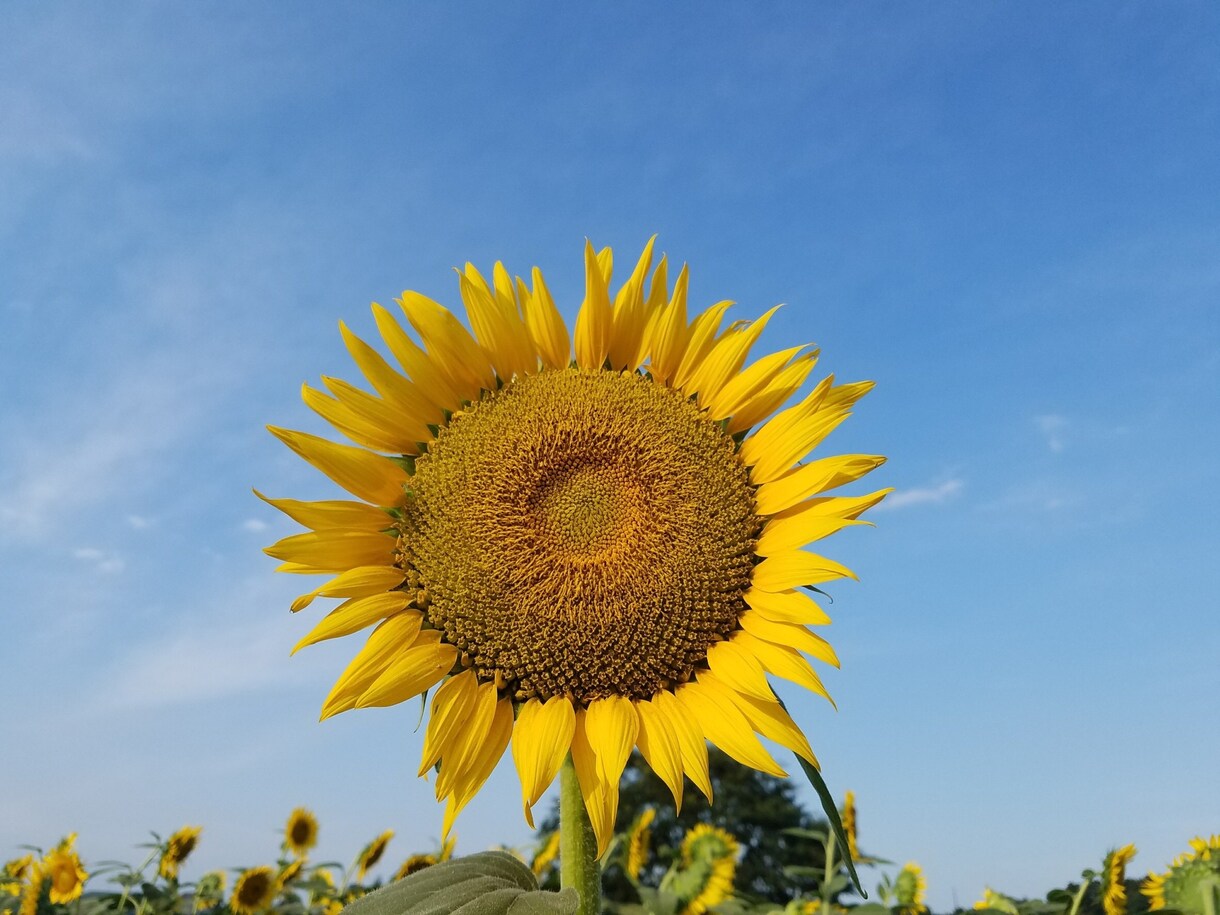 ギフトにぴったりの素敵なアレンジに仕上げます 一生に一度しかない今を華やかに！ イメージ1