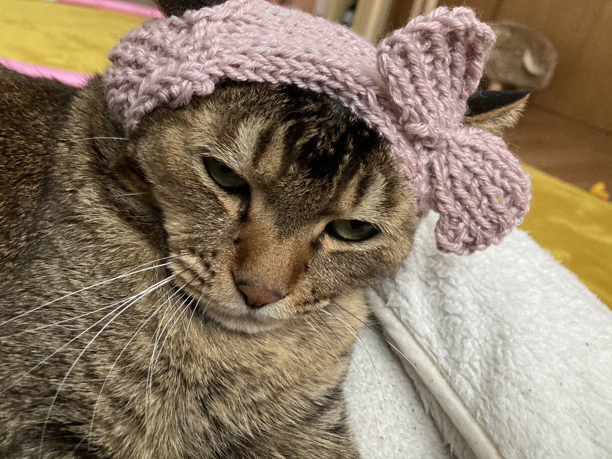 編み物代行してお編みいたします ワンちゃん（犬）ネコちゃん（猫）ベビー（赤ちゃん）ニット イメージ4