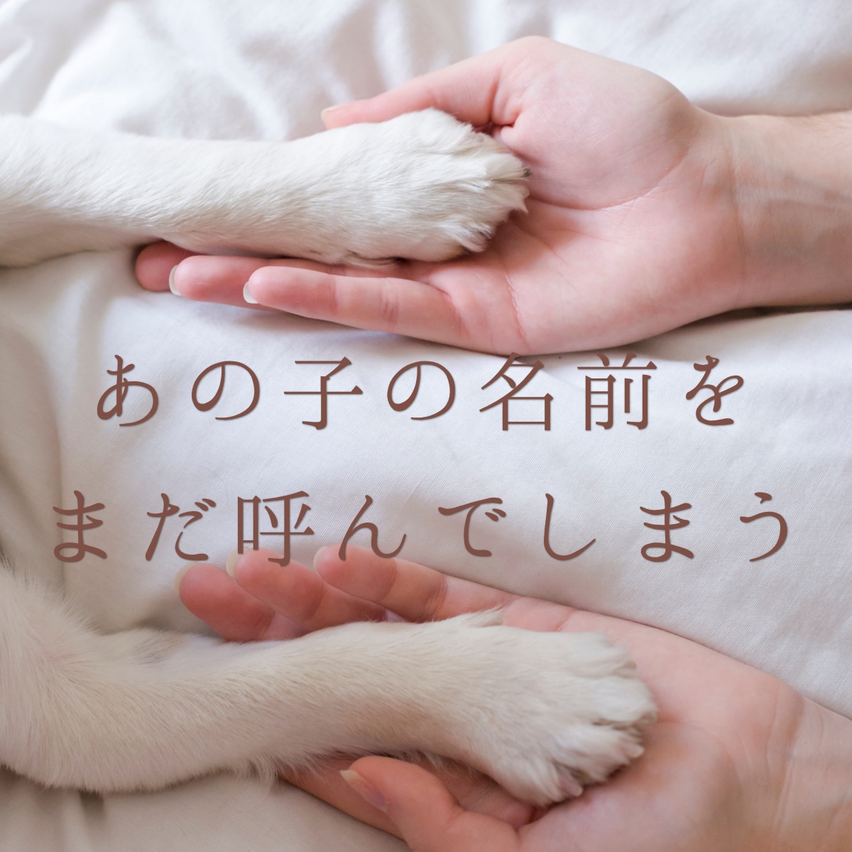 亡くなったペットからのメッセージを霊視で届けます ペットロス｜虹の橋｜あの子の今｜8000字以上でお届け イメージ1