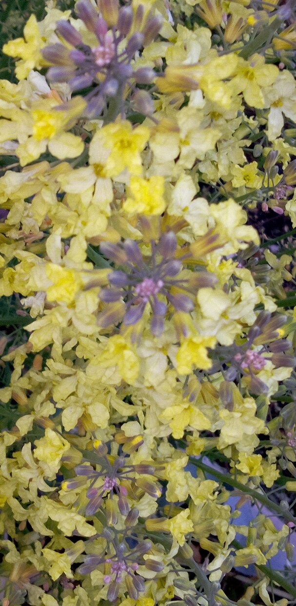 いつ見ても花は素敵、心がやすまります 今しか見られない花の姿、香りを楽しんで下さい。 イメージ4