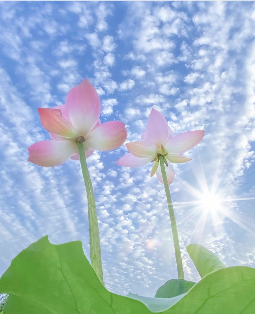 貴方の人生の目的・使命・課題・方向性をお伝えします ご自分の人生の目的や特別な使命を知りたい方にオススメ！！ イメージ1