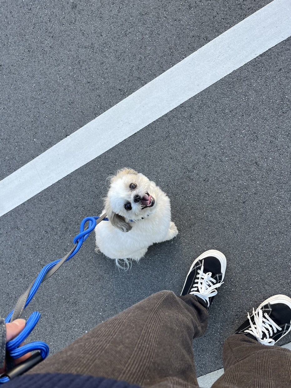 オンラインで犬のトレーニングを行います しつけ・トレーニングのアドバイス可能！　30分3000円 イメージ8
