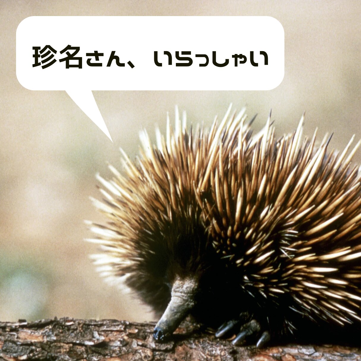 珍名がコンプレックスなあなたのお話聞きます 自分ではどうしようもないから、困っちゃうんですよね、名前… イメージ1