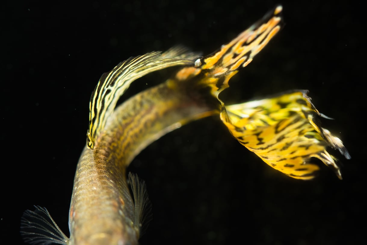 金魚や熱帯魚を飼いたい方、的確なアドバイスをします お家で魚を飼ってみたいけど、どうすれば？何を揃えれば？ イメージ2